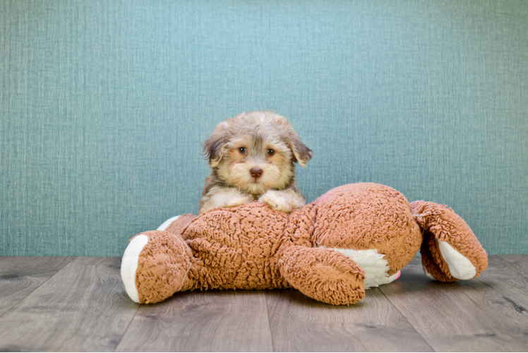 Petite Havanese Purebred Puppy