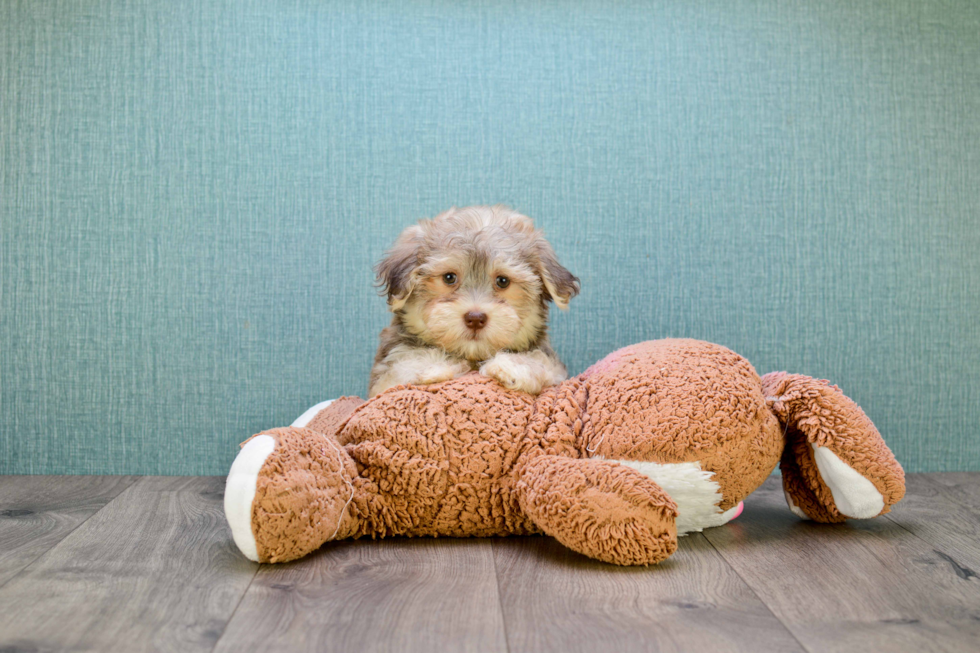 Petite Havanese Purebred Puppy