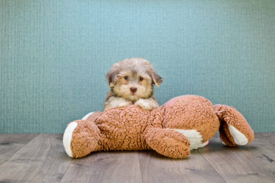 Petite Havanese Purebred Puppy