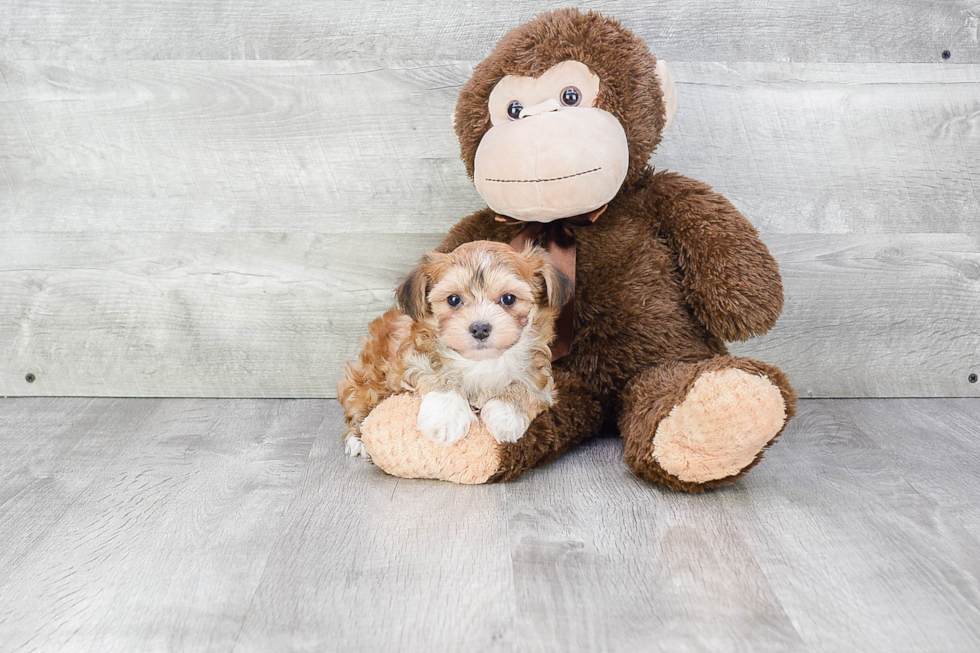 Adorable Yorkie Designer Puppy