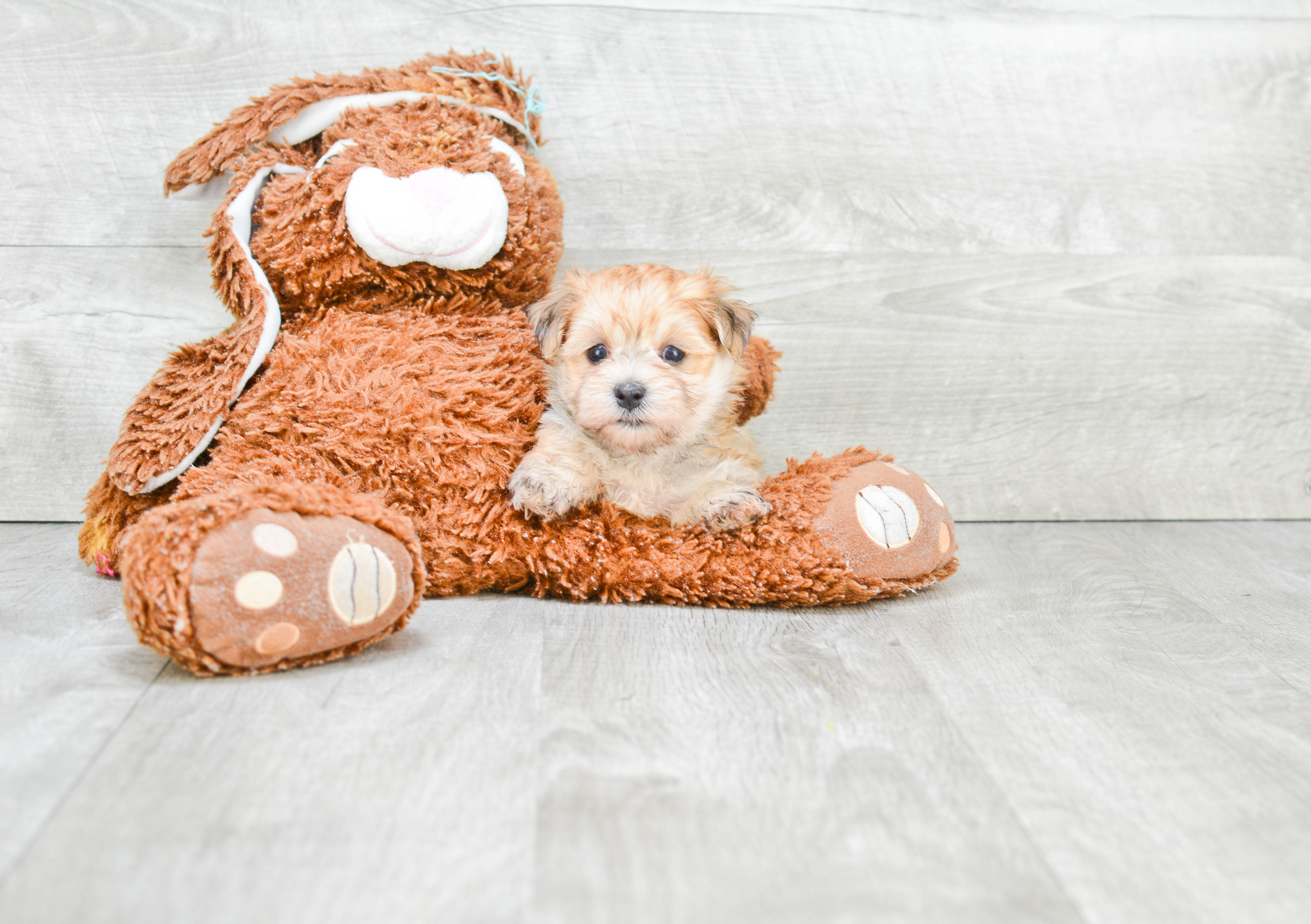 Funny Morkie Designer Pup