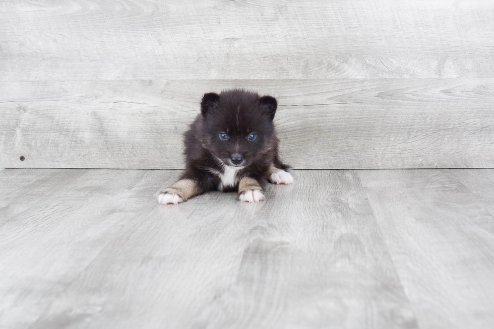 Best Pomsky Baby