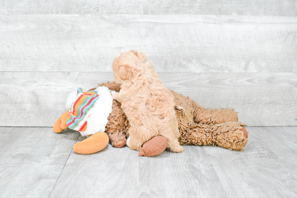 Maltipoo Pup Being Cute