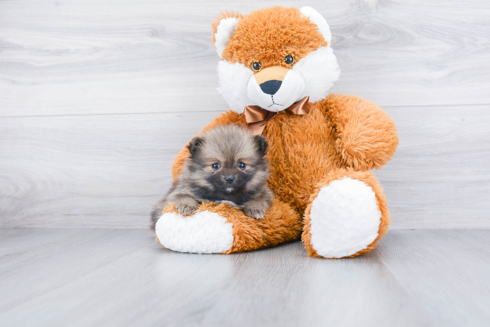 Pomeranian Pup Being Cute