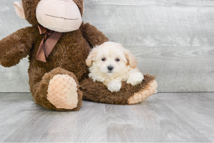 Maltipoo Puppy for Adoption