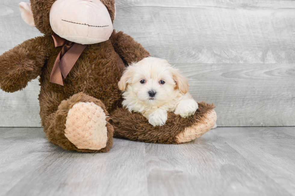 Maltipoo Puppy for Adoption