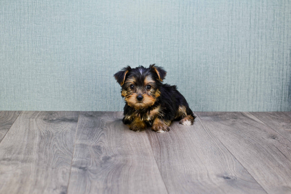 Meet Rascal - our Yorkshire Terrier Puppy Photo 