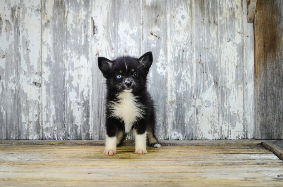 Hypoallergenic Mini Husky Designer Puppy