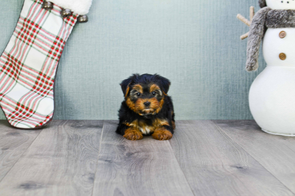 Meet Timmy - our Yorkshire Terrier Puppy Photo 