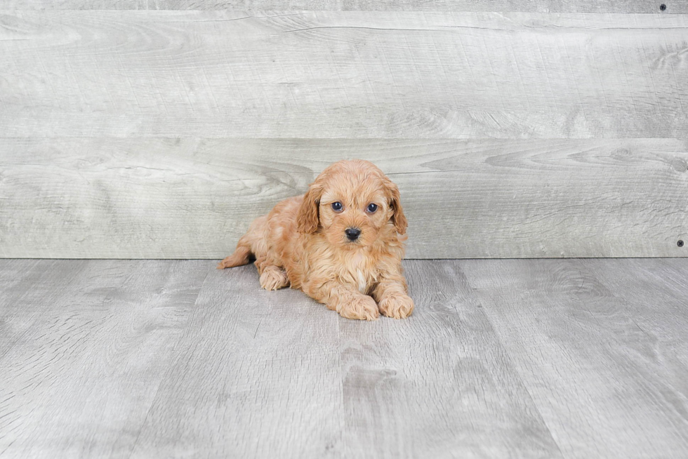 Cavapoo Pup Being Cute