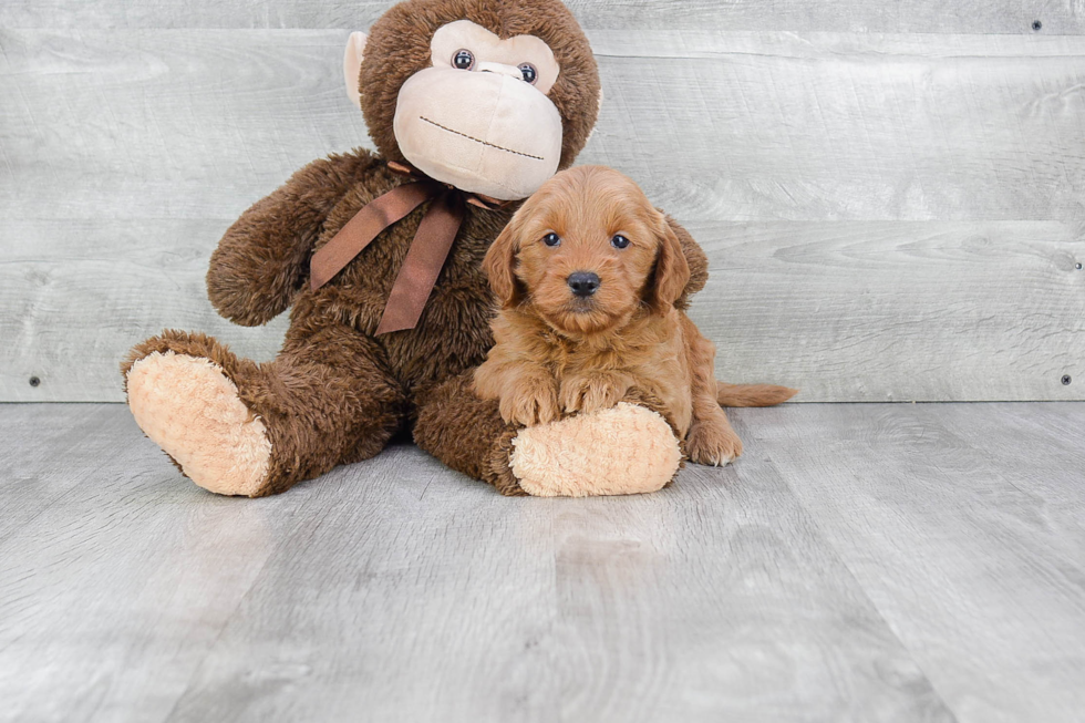 Mini Goldendoodle Pup Being Cute