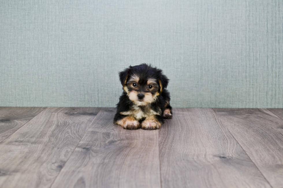 Morkie Puppy for Adoption