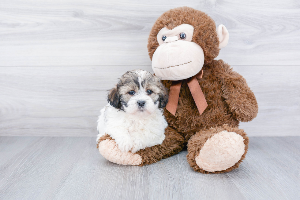 Teddy Bear Pup Being Cute