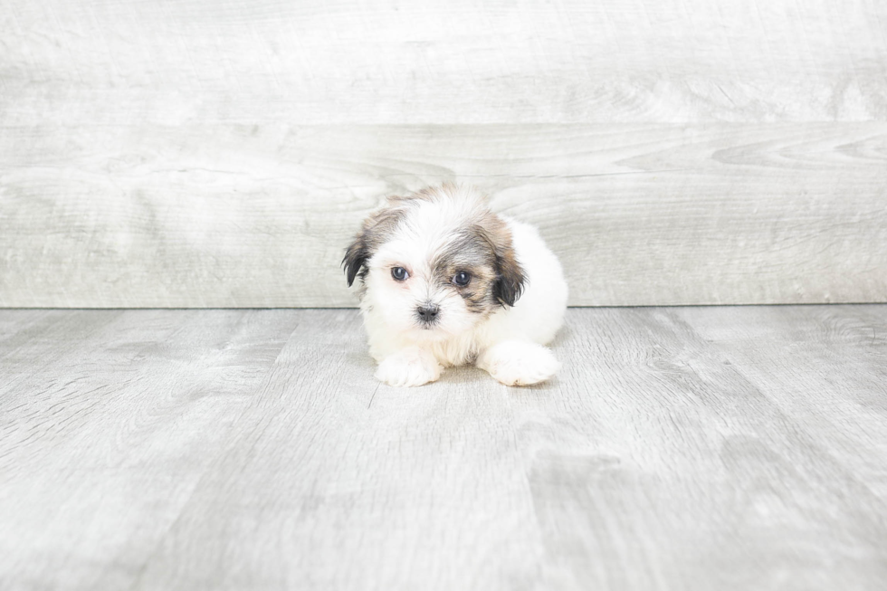 Teddy Bear Pup Being Cute