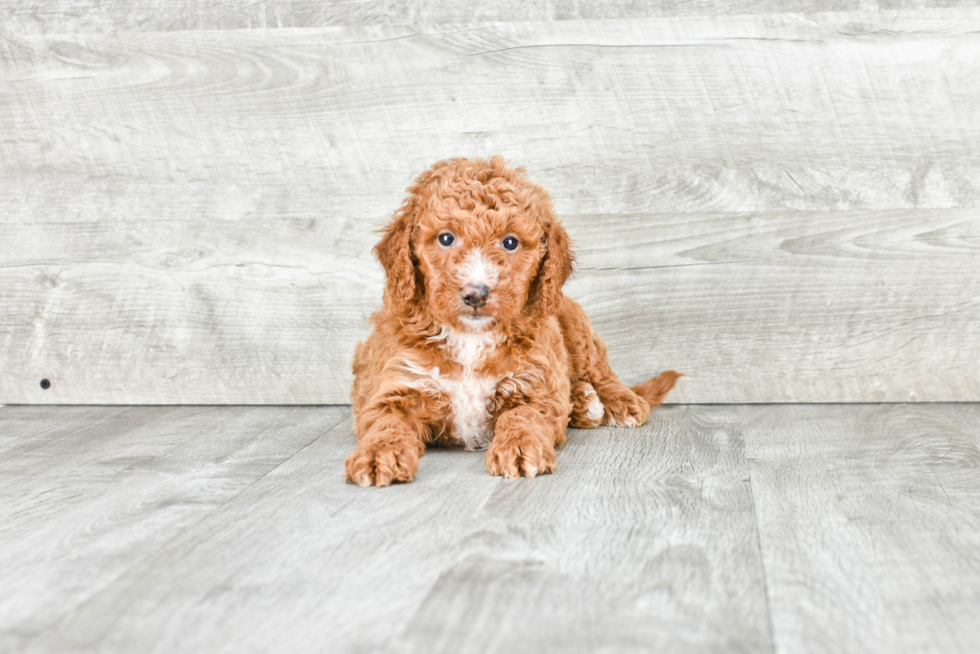 Petite Mini Goldendoodle Poodle Mix Pup