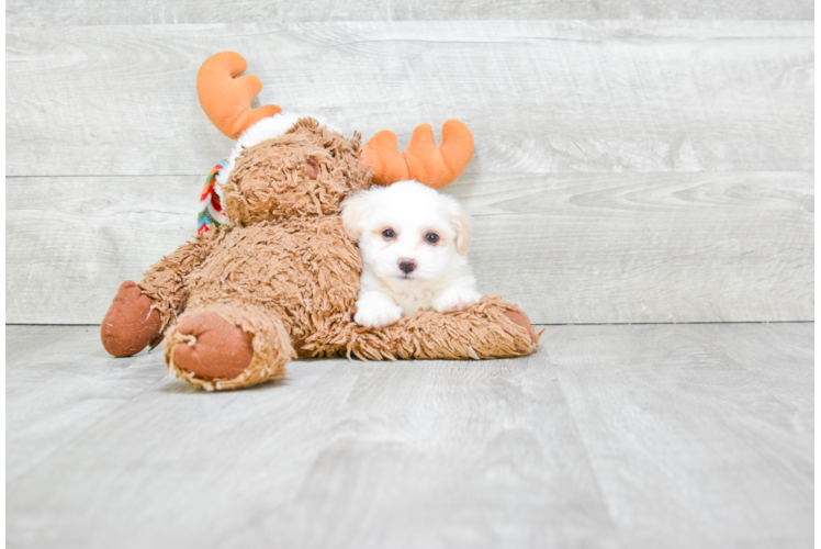 Friendly Havanese Baby