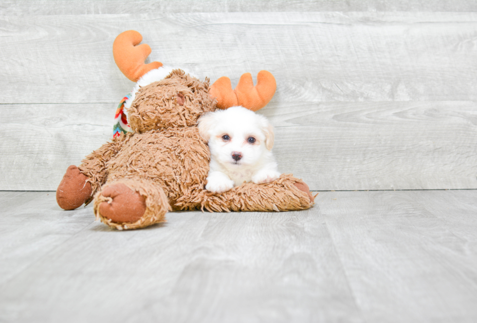 Friendly Havanese Baby