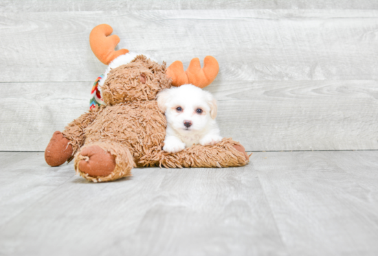 Friendly Havanese Baby