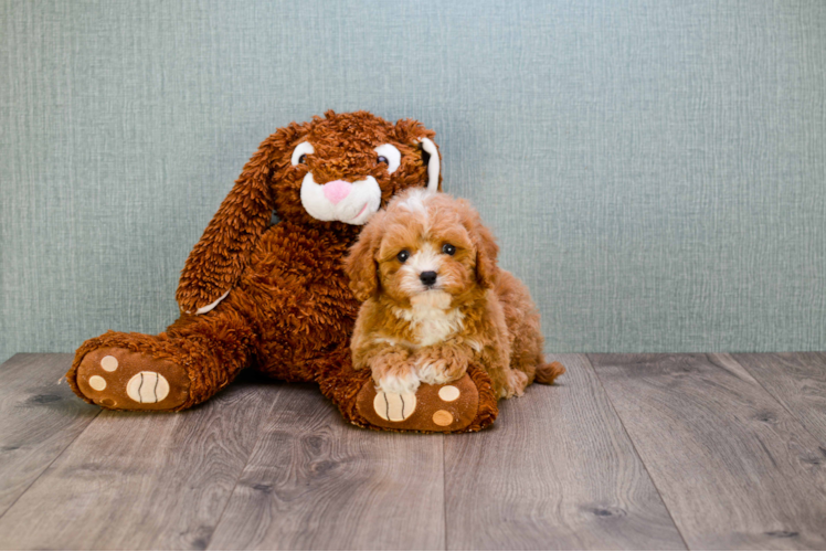 Cavapoo Pup Being Cute