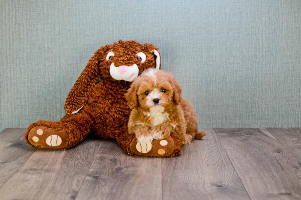 Cavapoo Pup Being Cute