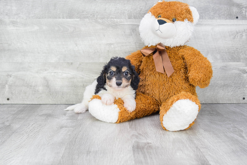 Cavachon Puppy for Adoption