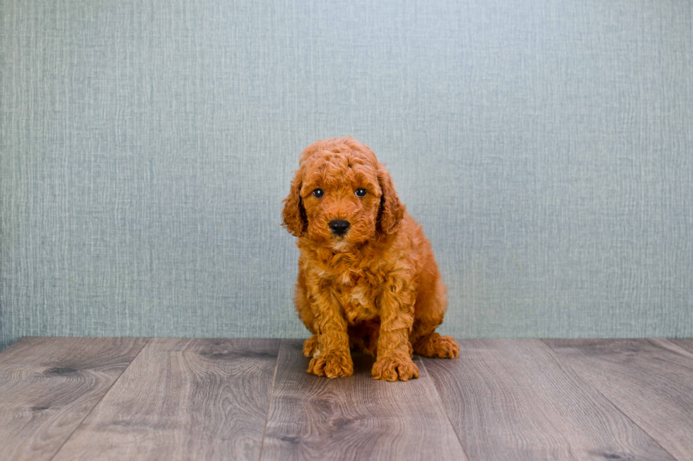 Mini Goldendoodle Puppy for Adoption