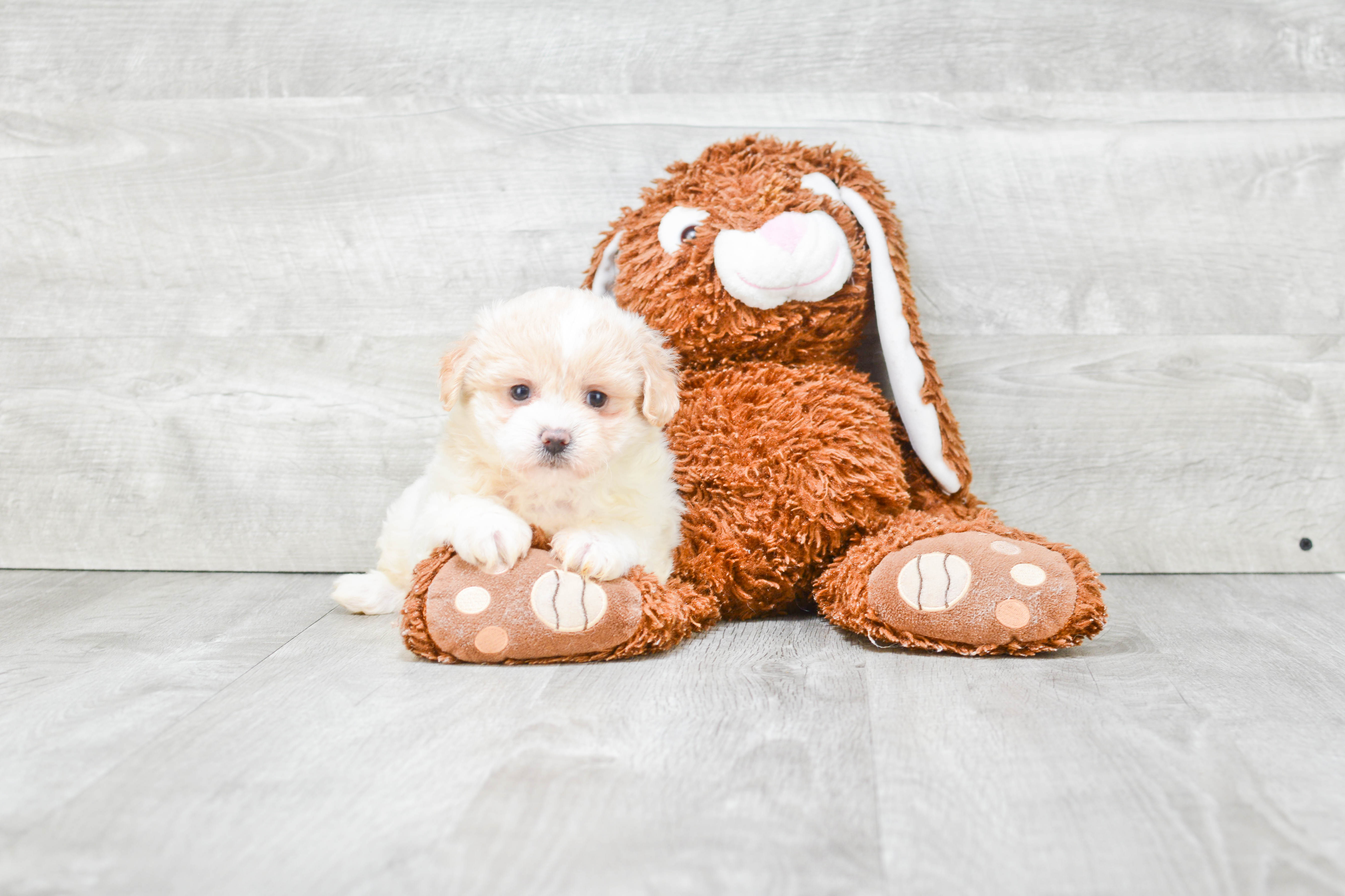 Teddy Bear Puppy for Adoption