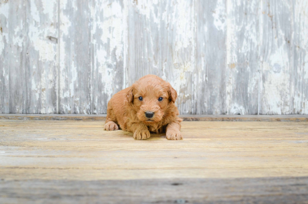 Mini Goldendoodle Pup Being Cute