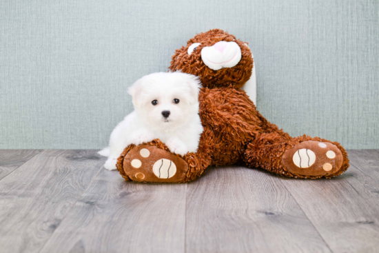 Maltese Pup Being Cute