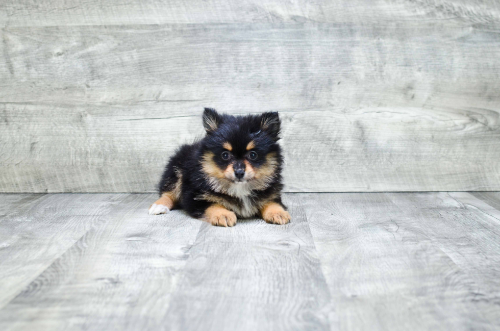 Pomeranian Pup Being Cute