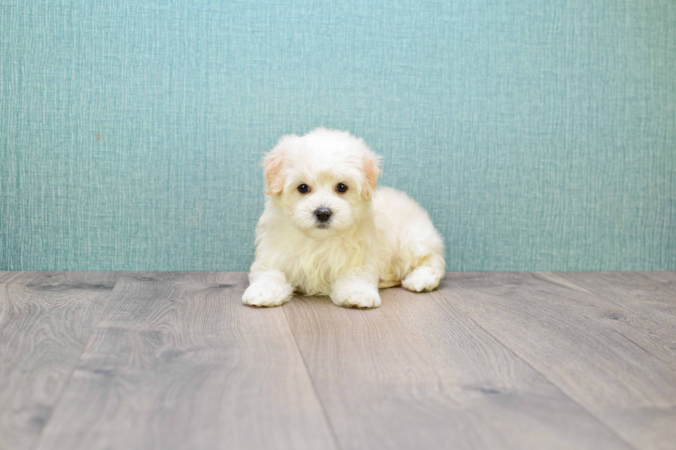 Adorable Maltepoo Poodle Mix Puppy