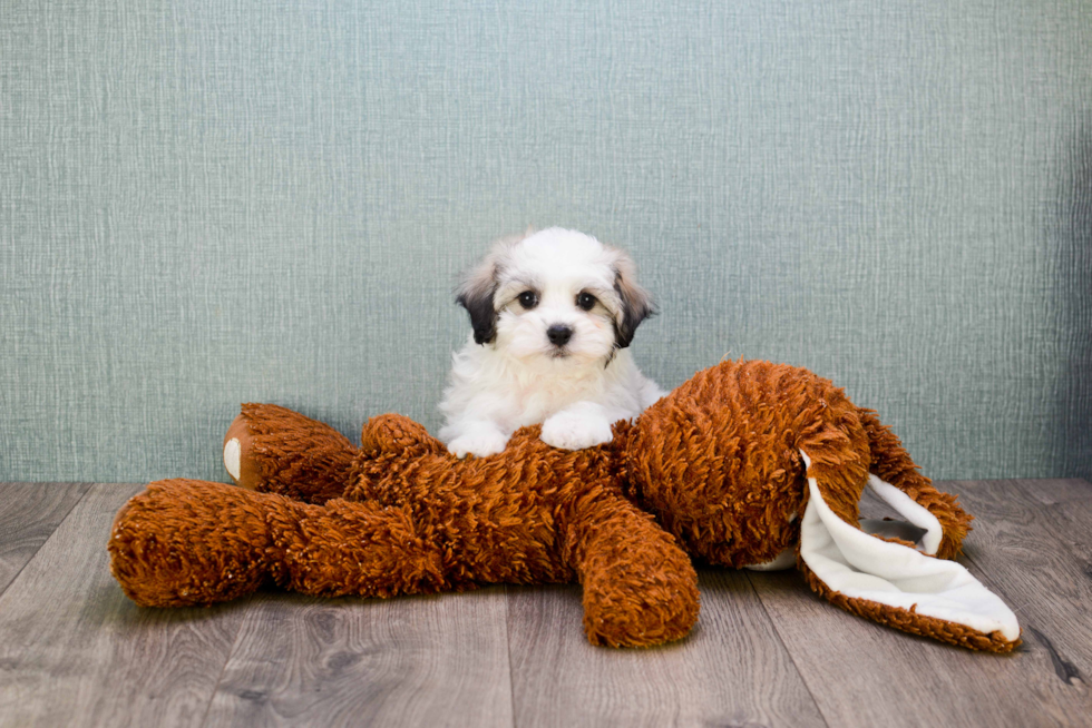 Teddy Bear Pup Being Cute