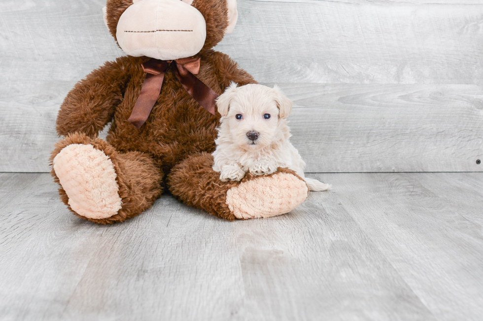 Maltipoo Pup Being Cute