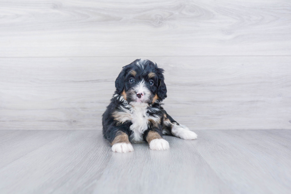 Happy Mini Bernedoodle Baby