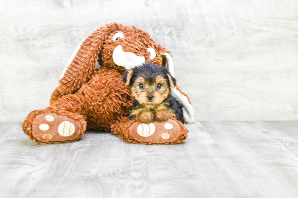 Meet Bella - our Yorkshire Terrier Puppy Photo 