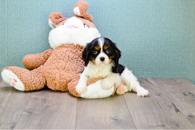 Friendly Cavalier King Charles Spaniel Baby