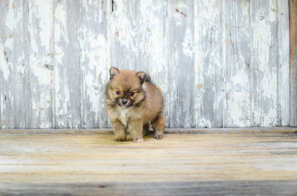 Pomeranian Pup Being Cute