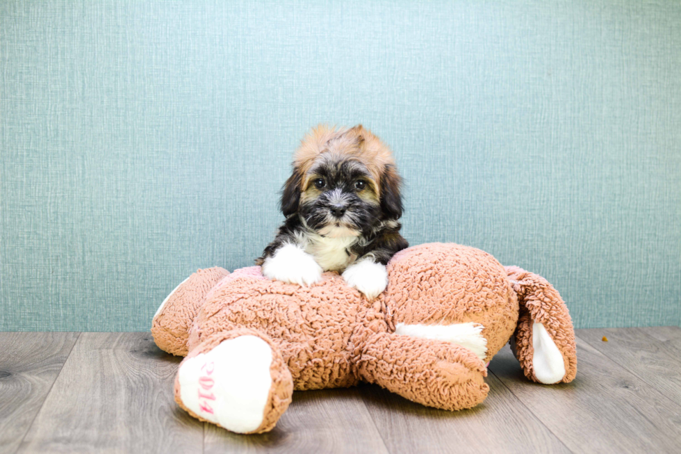 Havanese Pup Being Cute