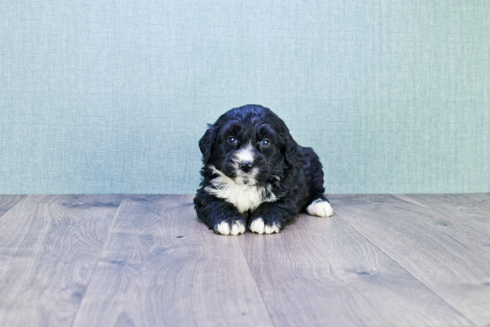 Hypoallergenic Mini Berniedoodle Poodle Mix Puppy