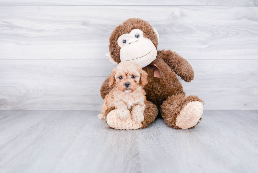 Friendly Cavapoo Baby