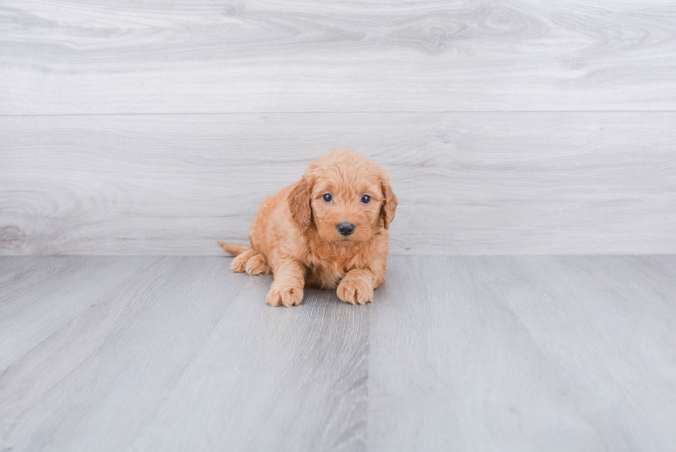 Smart Mini Goldendoodle Poodle Mix Pup