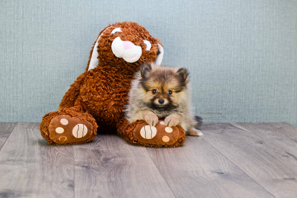 Pomeranian Puppy for Adoption