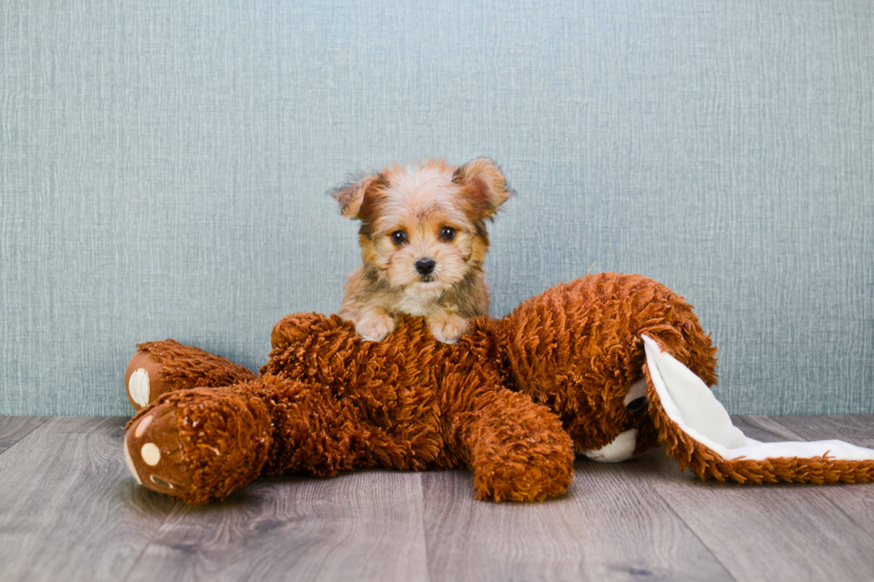 Morkie Puppy for Adoption