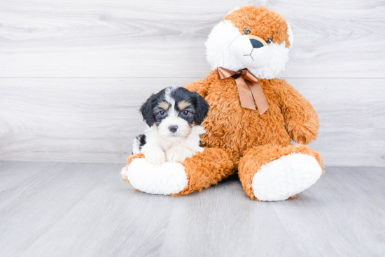 Best Cavachon Baby