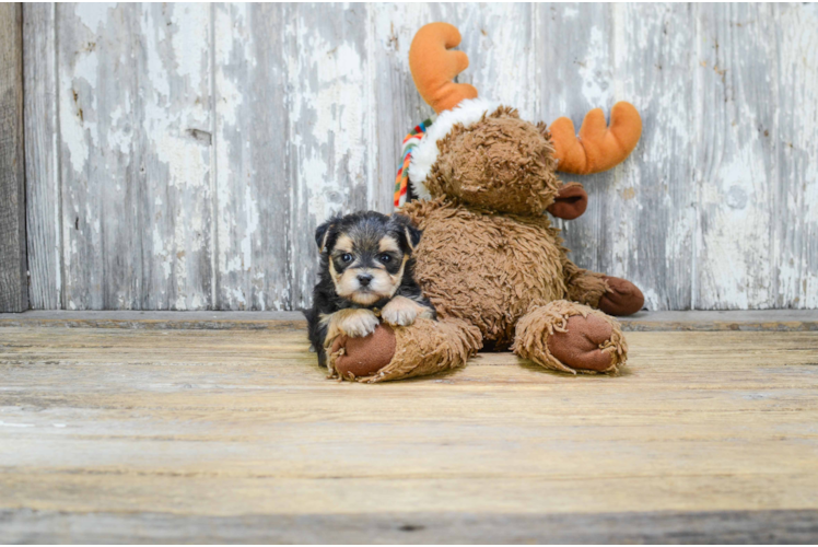 Best Morkie Baby