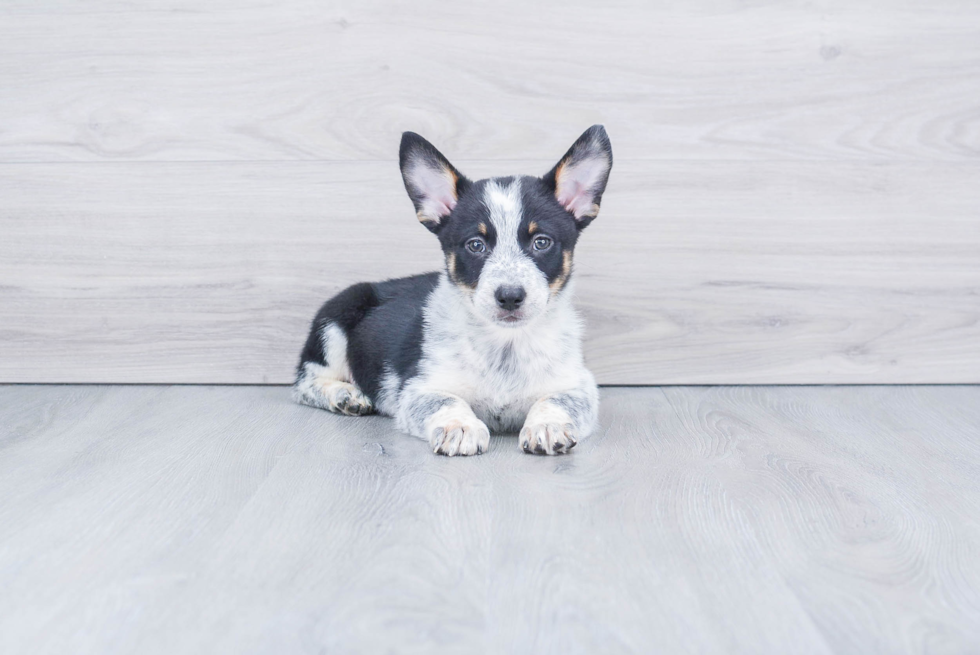 Cute Cowboy Corgi Baby