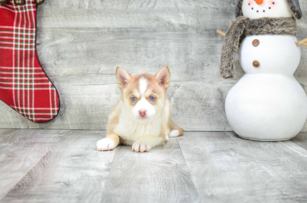 Pomsky Puppy for Adoption