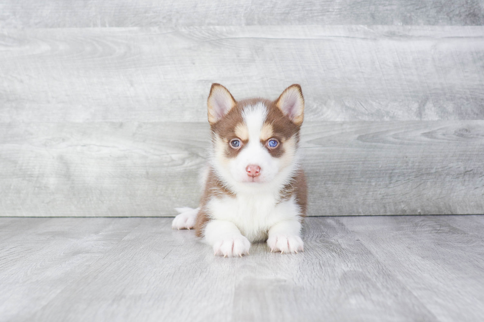 Petite Pomsky Designer Pup