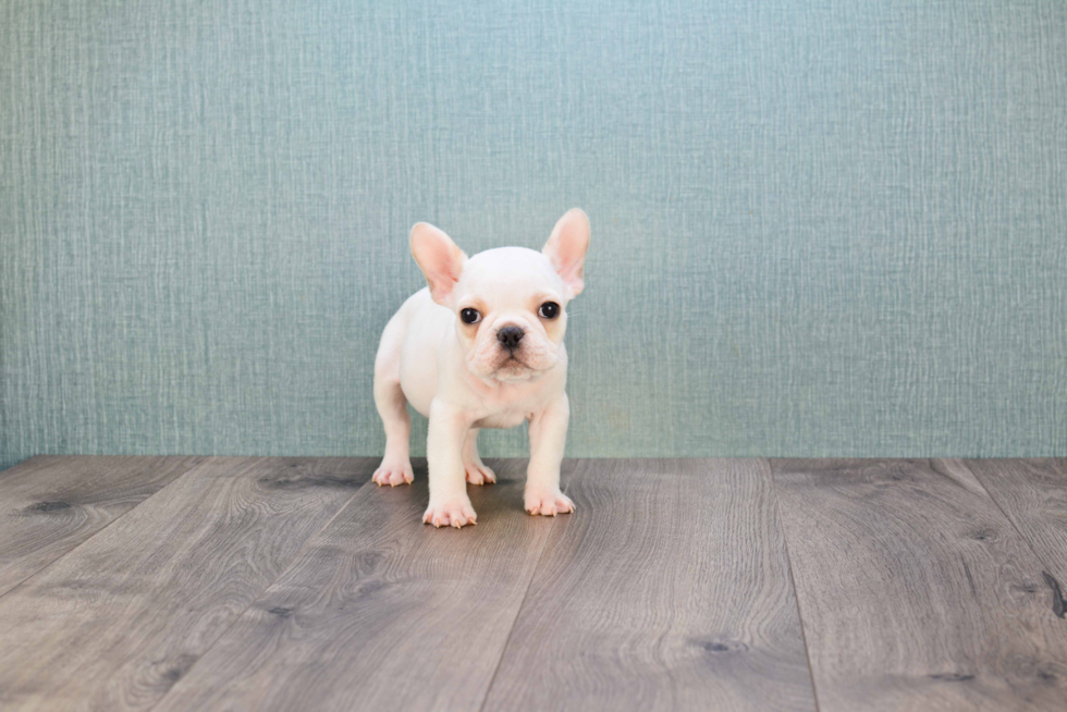 French Bulldog Pup Being Cute