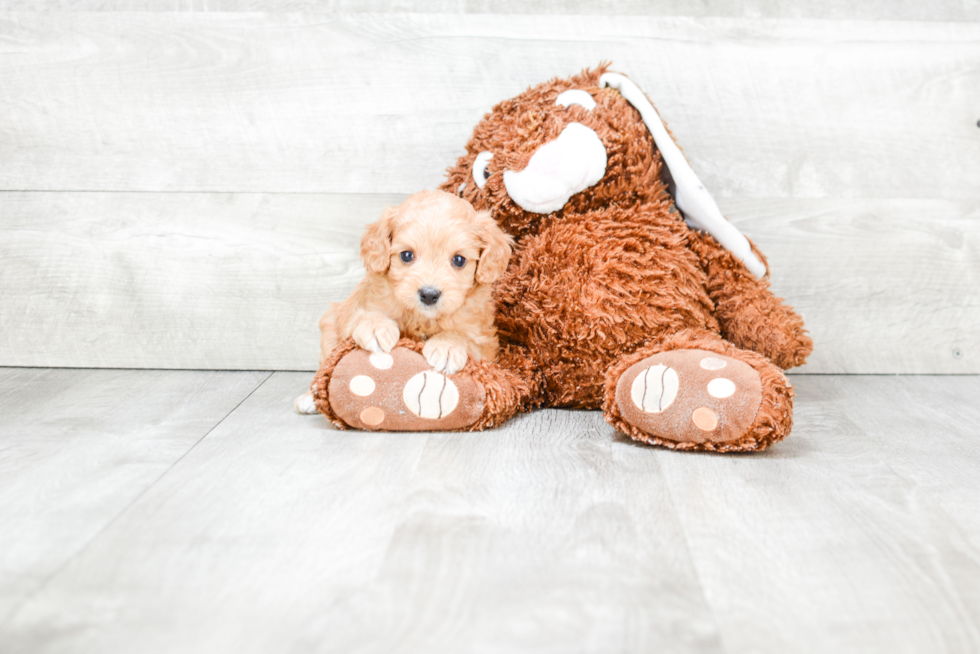 Cavapoo Puppy for Adoption